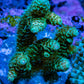 Acropora Millepora Coral - Ultra Mille Frag  WYSIWYG A3R5B1 Acropora Millepora Coral - Ultra Mille Frag  WYSIWYG A3R5B1 SPS Acropora Millepora Coral - Ultra Mille Frag  WYSIWYG A3R5B1 Zeo Box Reef