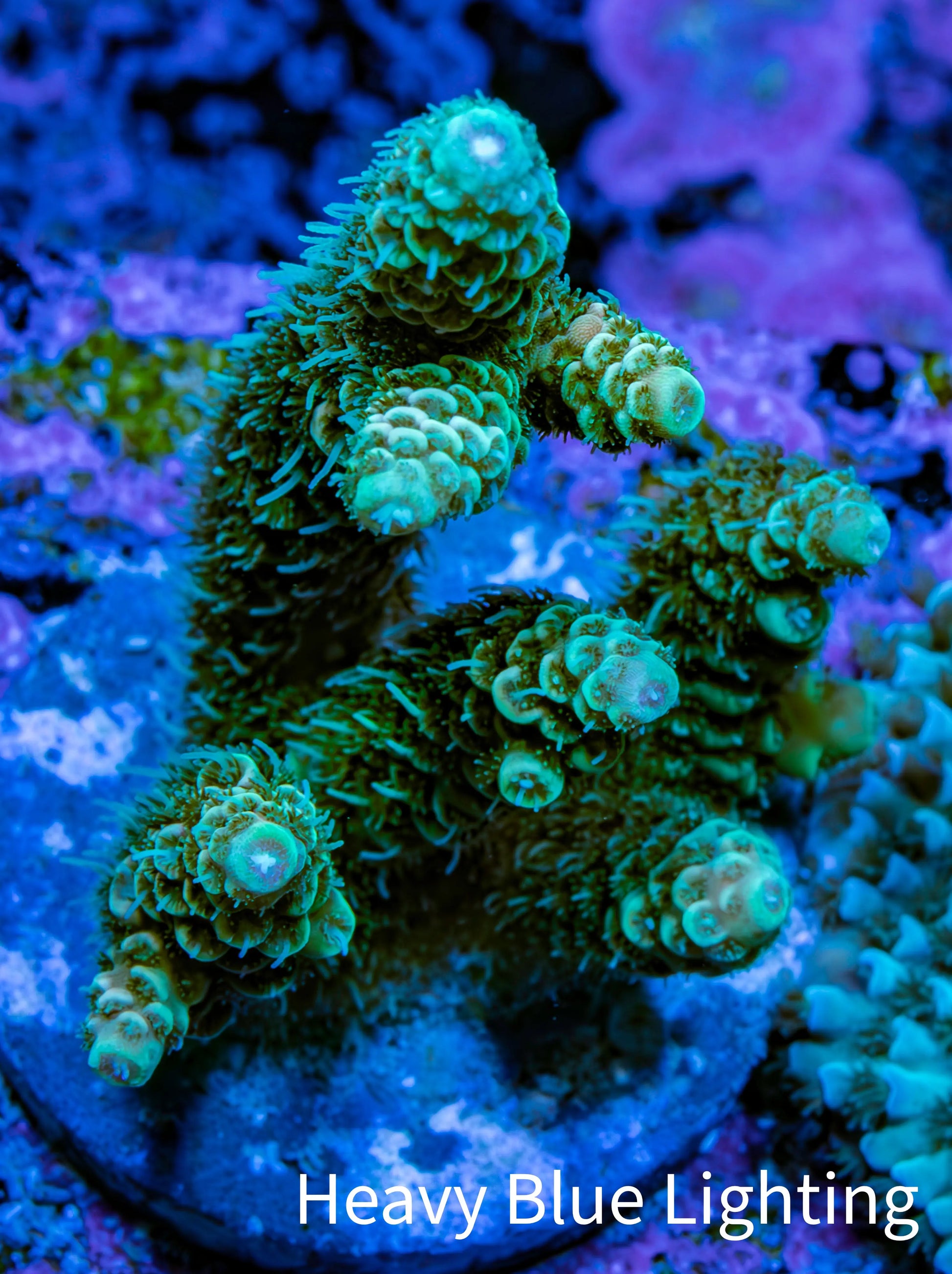 Acropora Millepora Coral - Ultra Mille Frag  WYSIWYG A3R5B1 Acropora Millepora Coral - Ultra Mille Frag  WYSIWYG A3R5B1 SPS Acropora Millepora Coral - Ultra Mille Frag  WYSIWYG A3R5B1 Zeo Box Reef