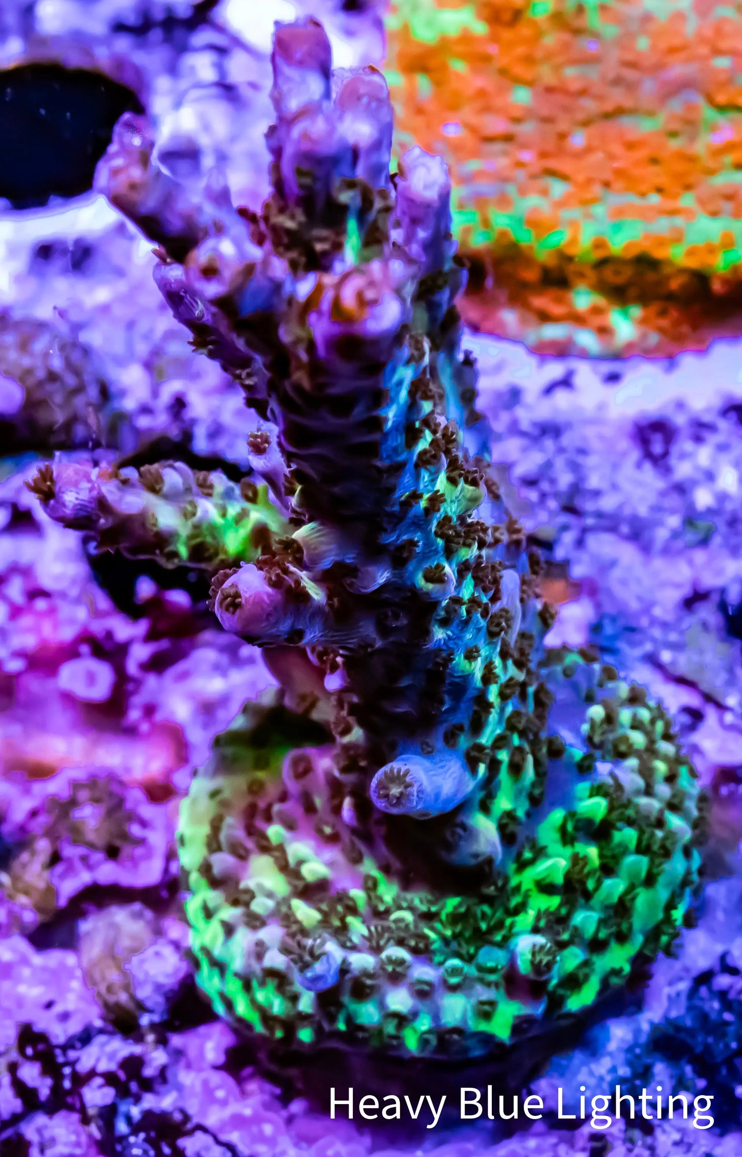 Acropora - PC Rainbow 🌈 Frag Acropora - PC Rainbow 🌈 Frag SPS Acropora - PC Rainbow 🌈 Frag Zeo Box Reef