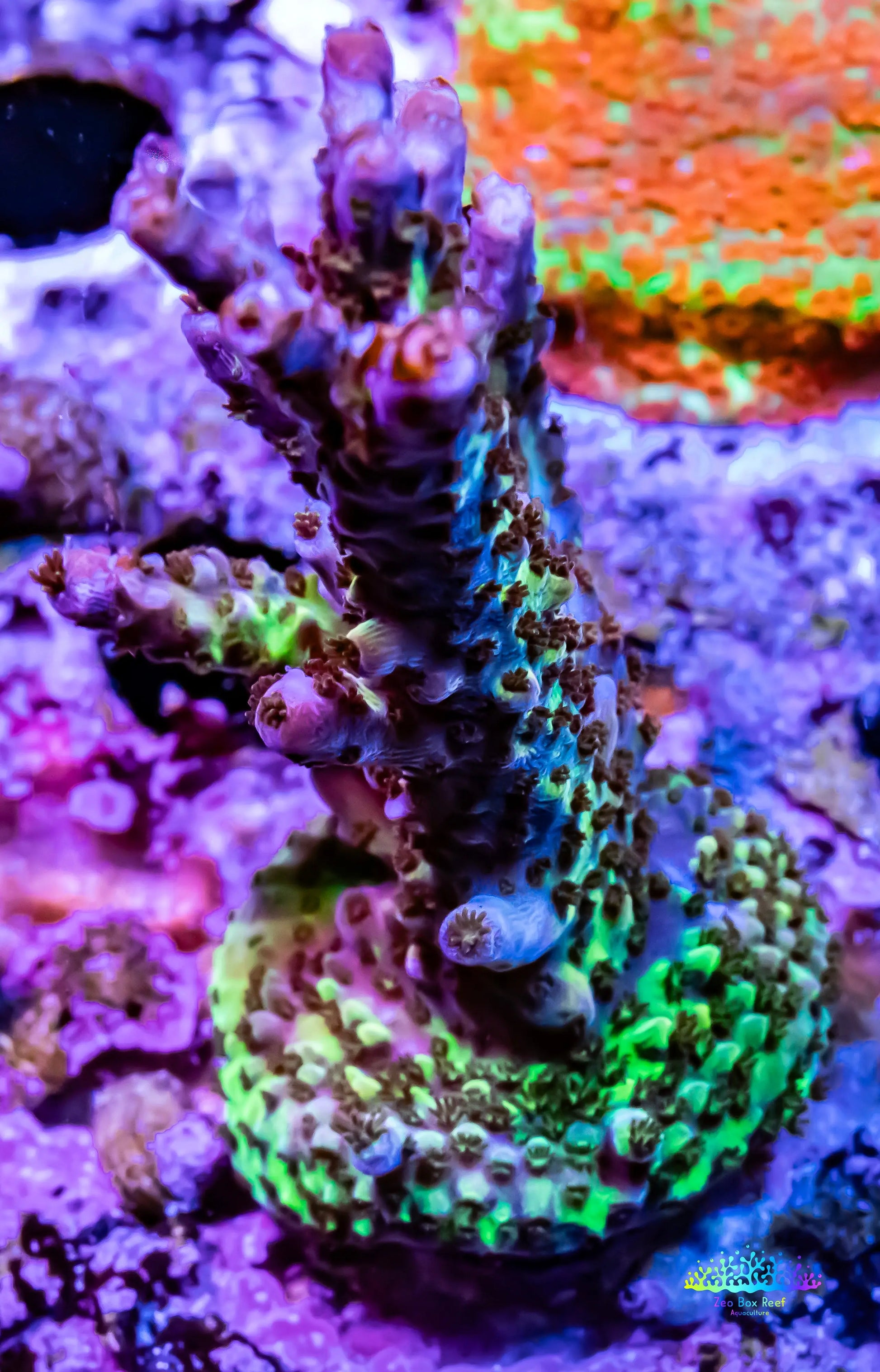 Acropora - PC Rainbow 🌈 Frag Acropora - PC Rainbow 🌈 Frag SPS Acropora - PC Rainbow 🌈 Frag Zeo Box Reef