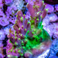 Acropora - Paletta Pink Tip Frag Acropora - Paletta Pink Tip Frag SPS Acropora - Paletta Pink Tip Frag Zeo Box Reef