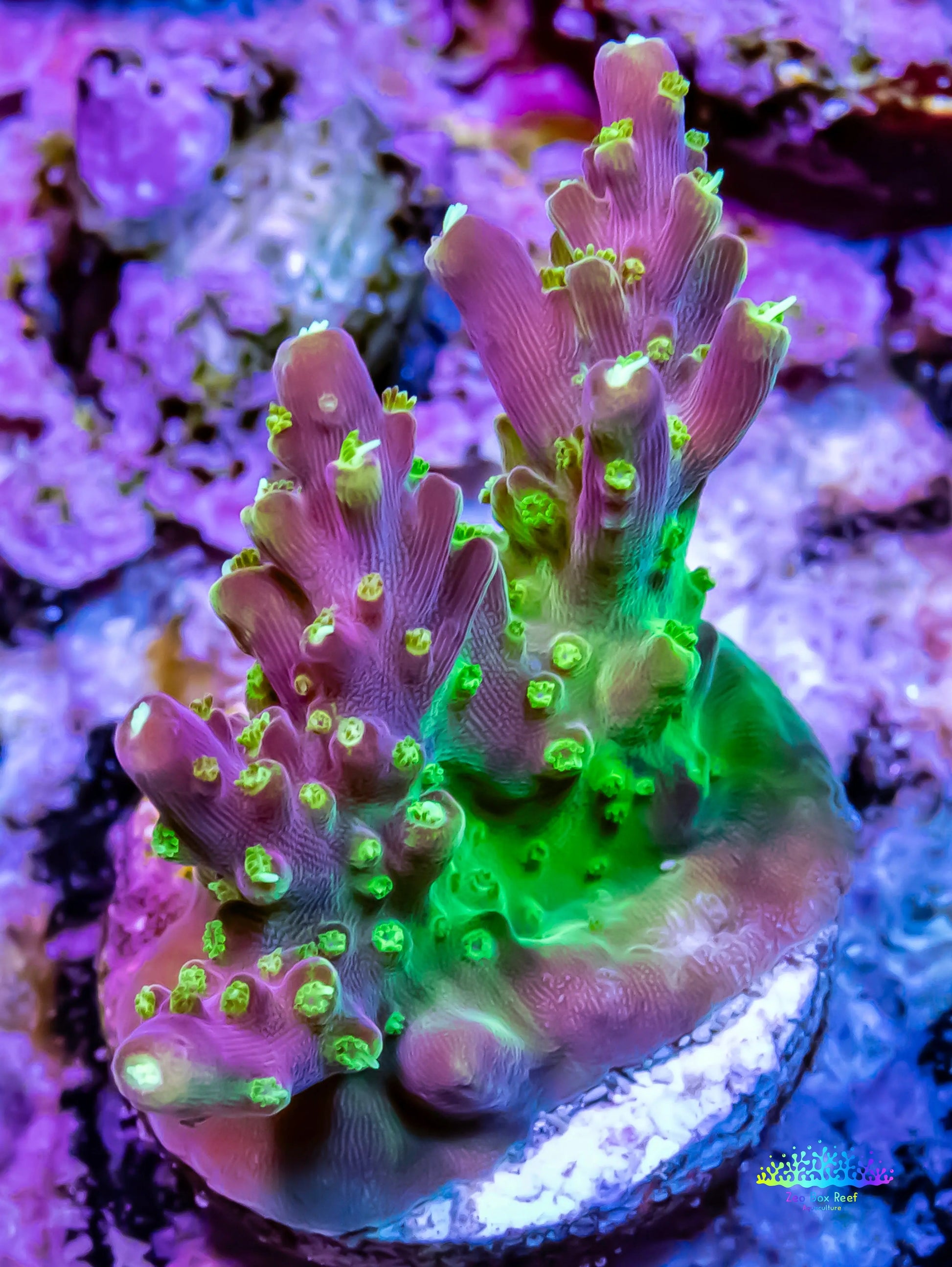 Acropora - Paletta Pink Tip Frag Acropora - Paletta Pink Tip Frag SPS Acropora - Paletta Pink Tip Frag Zeo Box Reef