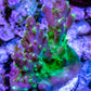 Acropora - Paletta Pink Tip Frag Acropora - Paletta Pink Tip Frag SPS Acropora - Paletta Pink Tip Frag Zeo Box Reef