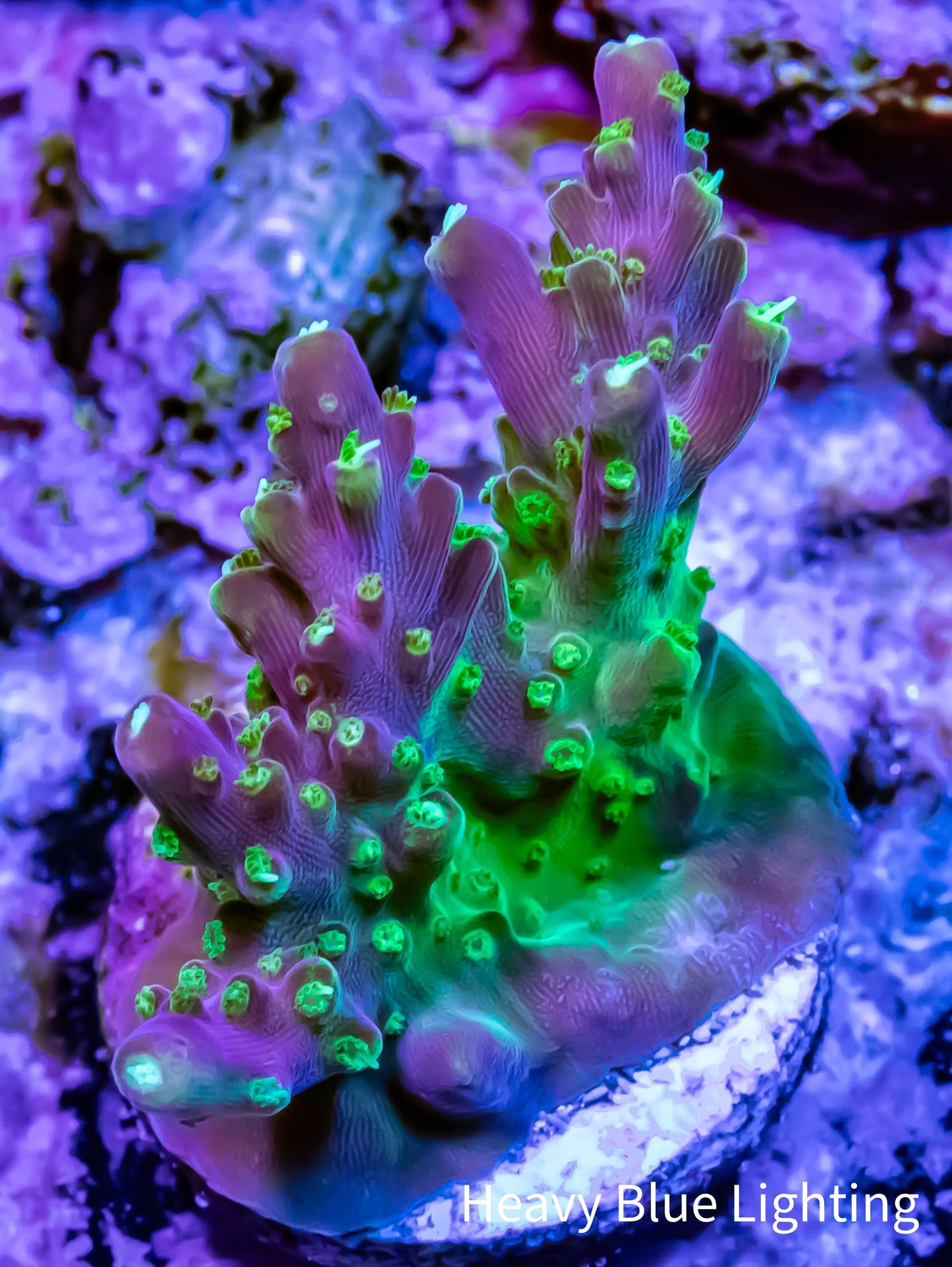 Acropora - Paletta Pink Tip Frag Acropora - Paletta Pink Tip Frag SPS Acropora - Paletta Pink Tip Frag Zeo Box Reef