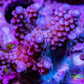 Acropora - Pink Fireworks Acro Frag Acropora - Pink Fireworks Acro Frag SPS Acropora - Pink Fireworks Acro Frag Zeo Box Reef