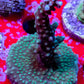 Acropora - Purple Stag Acro Frag WYSIWYG Acropora - Purple Stag Acro Frag WYSIWYG SPS Acropora - Purple Stag Acro Frag WYSIWYG Zeo Box Reef