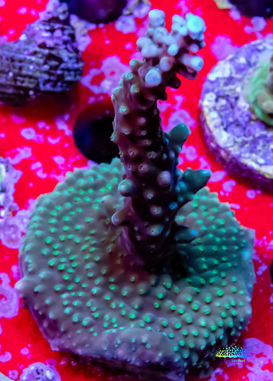Acropora - Purple Stag Acro Frag WYSIWYG Acropora - Purple Stag Acro Frag WYSIWYG SPS Acropora - Purple Stag Acro Frag WYSIWYG Zeo Box Reef