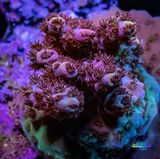 Acropora - Red Smiggle Frag Acropora - Red Smiggle Frag SPS Acropora - Red Smiggle Frag Zeo Box Reef