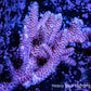 Acropora WYSIWYG Acropora WYSIWYG SPS Acropora WYSIWYG Zeo Box Reef