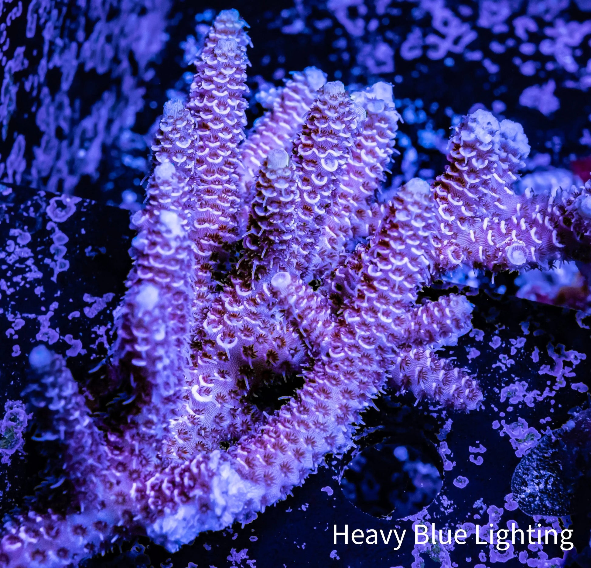 Acropora WYSIWYG Acropora WYSIWYG SPS Acropora WYSIWYG Zeo Box Reef