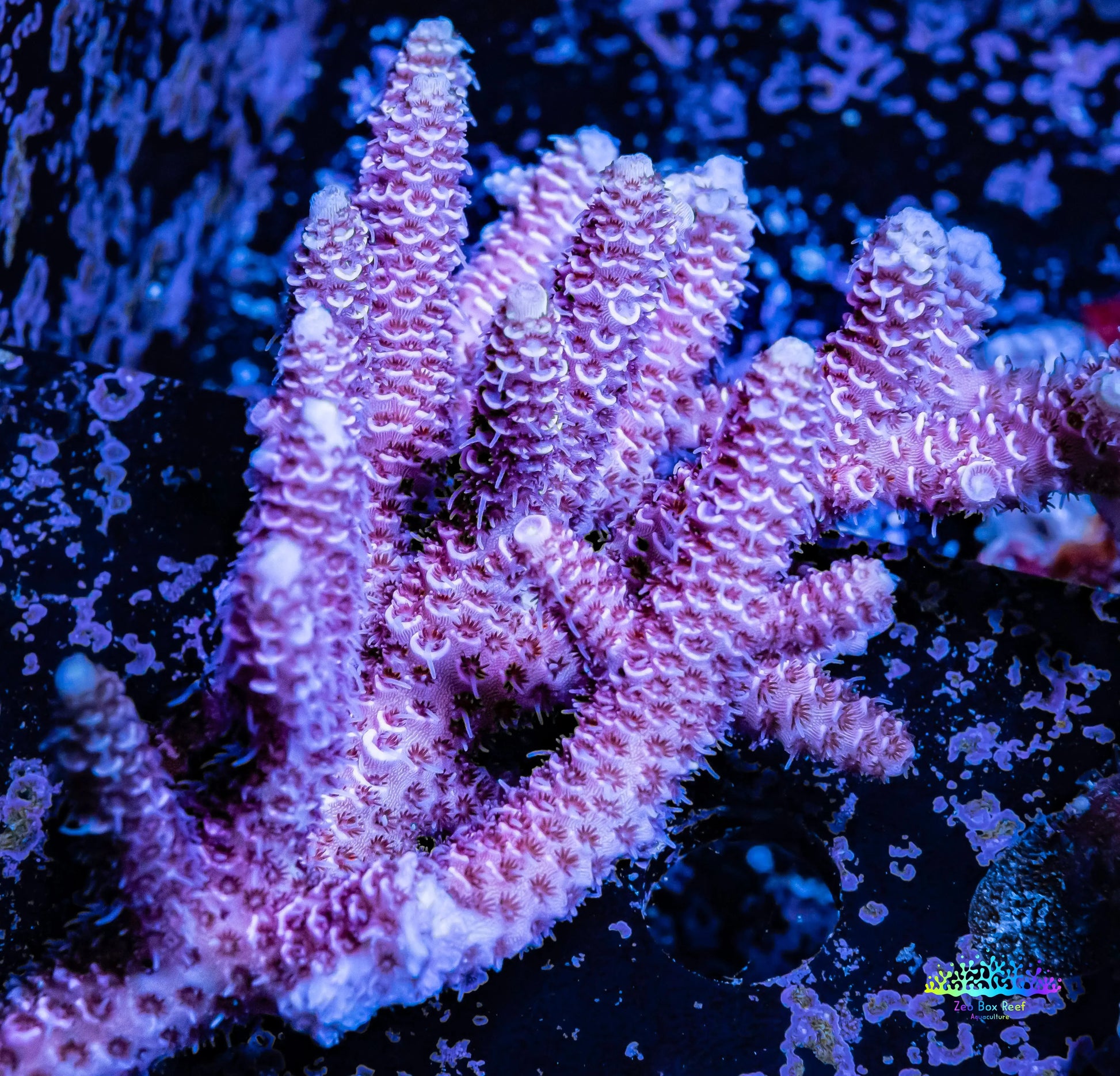 Acropora WYSIWYG Acropora WYSIWYG SPS Acropora WYSIWYG Zeo Box Reef