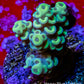 Acropora - Yellow Tenuis Frag Acropora - Yellow Tenuis Frag SPS Acropora - Yellow Tenuis Frag Zeo Box Reef