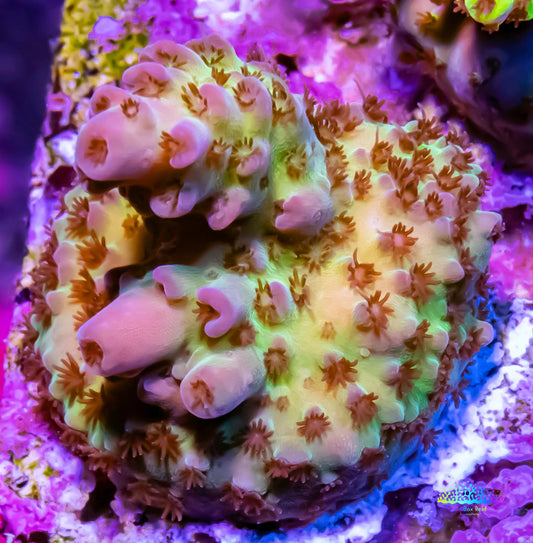 New New Release- Acropora Coral- SPS Frag- Tickled Pink- Acropora Coral-  SPS Frag- Tickled Pink – Zeo Box Reef Aquaculture