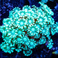 Alveapora Coral -  Frag WYSIWYG Alveapora Coral -  Frag WYSIWYG Animals & Pet Supplies Alveapora Coral -  Frag WYSIWYG Zeo Box Reef