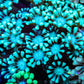 Alveapora Coral - LPS - Frag- WYSIWYG Alveapora Coral - LPS - Frag- WYSIWYG Animals & Pet Supplies Alveapora Coral - LPS - Frag- WYSIWYG Zeo Box Reef