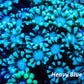 Alveapora Coral - LPS - Frag- WYSIWYG Alveapora Coral - LPS - Frag- WYSIWYG Animals & Pet Supplies Alveapora Coral - LPS - Frag- WYSIWYG Zeo Box Reef