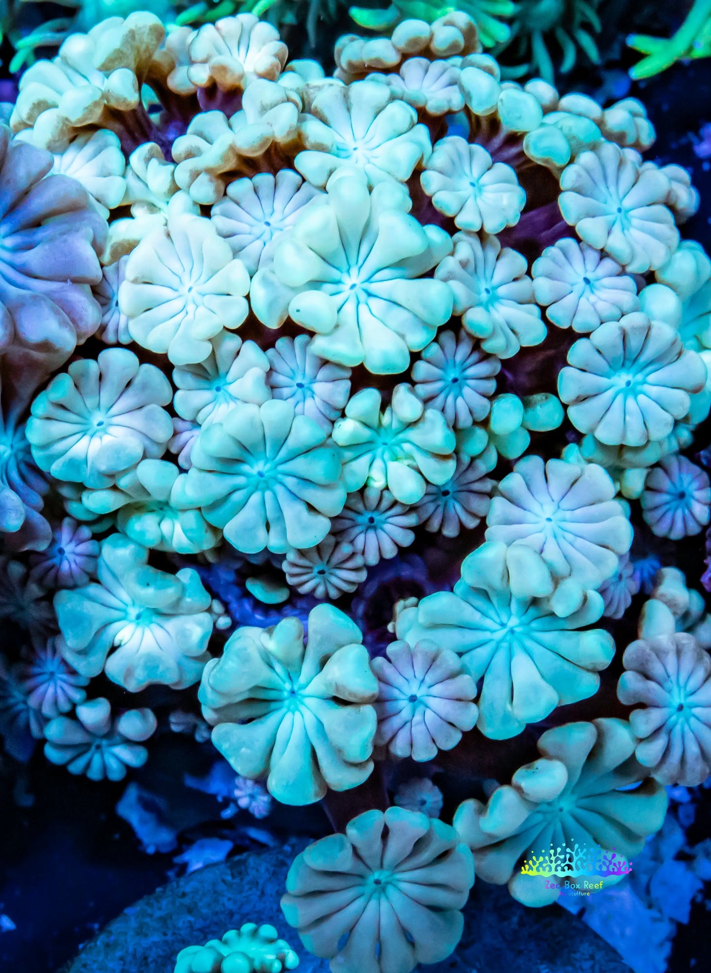 Alveapora Coral - LPS - Frag- WYSIWYG Alveapora Coral - LPS - Frag- WYSIWYG Animals & Pet Supplies Alveapora Coral - LPS - Frag- WYSIWYG Zeo Box Reef