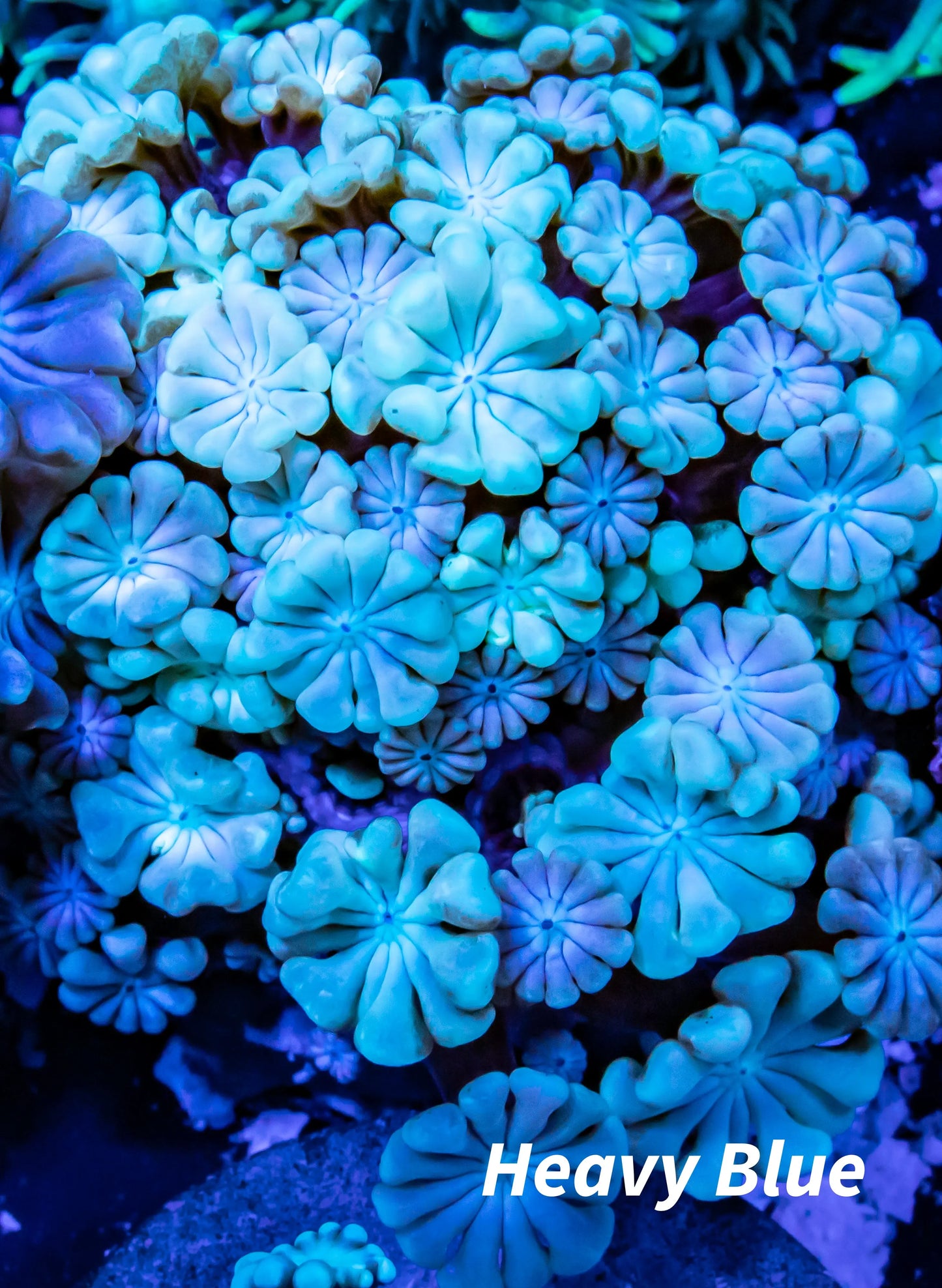 Alveapora Coral - LPS - Frag- WYSIWYG Alveapora Coral - LPS - Frag- WYSIWYG Animals & Pet Supplies Alveapora Coral - LPS - Frag- WYSIWYG Zeo Box Reef