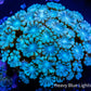 Alveapora Coral -  Frag WYSIWYG Alveapora Coral -  Frag WYSIWYG Animals & Pet Supplies Alveapora Coral -  Frag WYSIWYG Zeo Box Reef