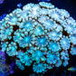 Alveapora Coral -  Frag WYSIWYG Alveapora Coral -  Frag WYSIWYG Animals & Pet Supplies Alveapora Coral -  Frag WYSIWYG Zeo Box Reef