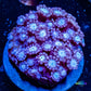Alveapora Coral -  Frag Alveapora Coral -  Frag Animals & Pet Supplies Alveapora Coral -  Frag Zeo Box Reef