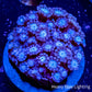 Alveapora Coral -  Frag Alveapora Coral -  Frag Animals & Pet Supplies Alveapora Coral -  Frag Zeo Box Reef