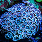 Alveapora Coral -  WYSIWYG 6cm Alveapora Coral -  WYSIWYG 6cm Animals & Pet Supplies Alveapora Coral -  WYSIWYG 6cm Zeo Box Reef