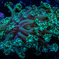Alveapora Coral -  WYSIWYG Frag Alveapora Coral -  WYSIWYG Frag Animals & Pet Supplies Alveapora Coral -  WYSIWYG Frag Zeo Box Reef