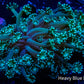 Alveapora Coral -  WYSIWYG Frag Alveapora Coral -  WYSIWYG Frag Animals & Pet Supplies Alveapora Coral -  WYSIWYG Frag Zeo Box Reef