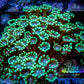 Alveopora Coral - WYSIWYG 12cm Alveopora Coral - WYSIWYG 12cm Animals & Pet Supplies Alveopora Coral - WYSIWYG 12cm Zeo Box Reef