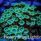 Alveopora Coral - WYSIWYG 12cm Alveopora Coral - WYSIWYG 12cm Animals & Pet Supplies Alveopora Coral - WYSIWYG 12cm Zeo Box Reef