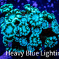 Alveopora Coral - WYSIWYG Frag Alveopora Coral - WYSIWYG Frag Animals & Pet Supplies Alveopora Coral - WYSIWYG Frag Zeo Box Reef