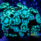 Alveopora Coral - WYSIWYG Frag Alveopora Coral - WYSIWYG Frag Animals & Pet Supplies Alveopora Coral - WYSIWYG Frag Zeo Box Reef