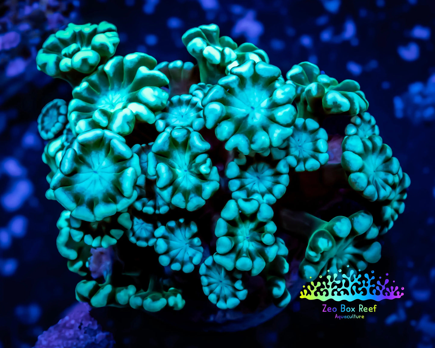 Alveopora Coral - WYSIWYG Frag Alveopora Coral - WYSIWYG Frag Animals & Pet Supplies Alveopora Coral - WYSIWYG Frag Zeo Box Reef