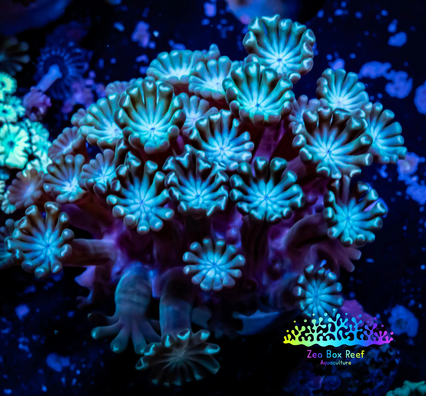 Alveopora Coral - WYSIWYG Frag Alveopora Coral - WYSIWYG Frag Animals & Pet Supplies Alveopora Coral - WYSIWYG Frag Zeo Box Reef