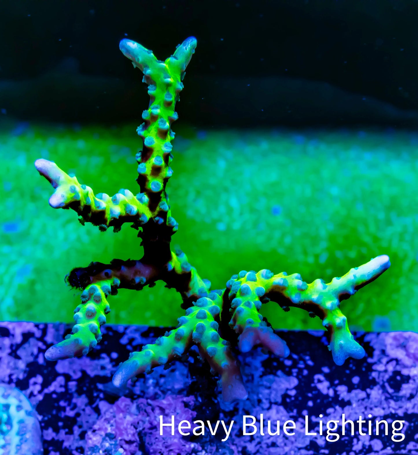 Anacropora Coral- Green Goblin - Frag WYSIWYG Anacropora Coral- Green Goblin - Frag WYSIWYG SPS Anacropora Coral- Green Goblin - Frag WYSIWYG Zeo Box Reef