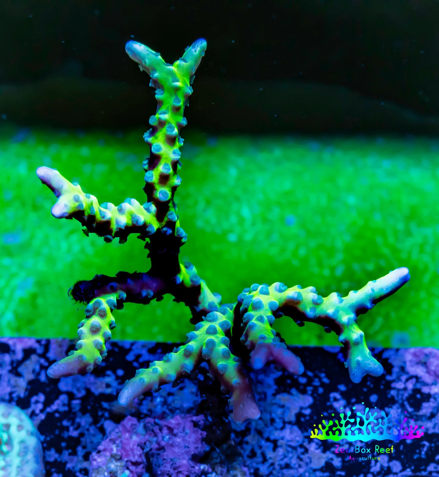 Anacropora Coral- Green Goblin - Frag WYSIWYG Anacropora Coral- Green Goblin - Frag WYSIWYG SPS Anacropora Coral- Green Goblin - Frag WYSIWYG Zeo Box Reef