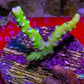 Anacropora Coral- Green Goblin - Frag Anacropora Coral- Green Goblin - Frag SPS Anacropora Coral- Green Goblin - Frag Zeo Box Reef
