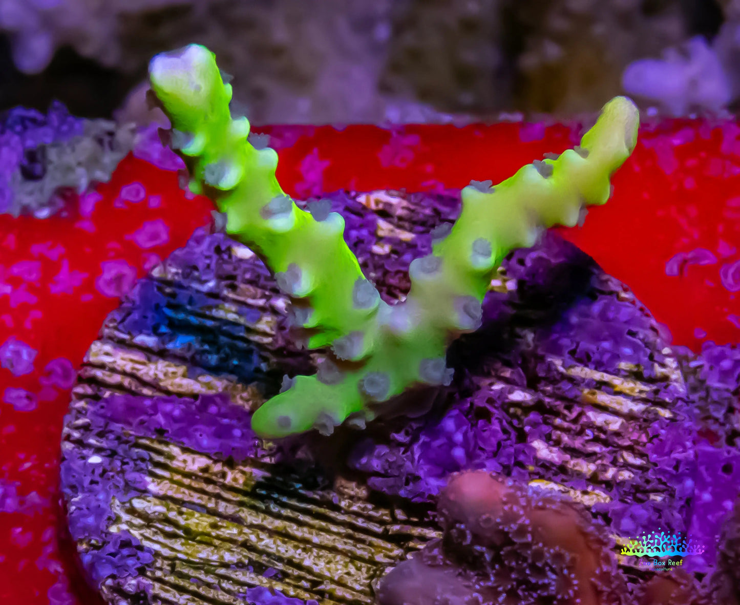 Anacropora Coral- Green Goblin - Frag Anacropora Coral- Green Goblin - Frag SPS Anacropora Coral- Green Goblin - Frag Zeo Box Reef