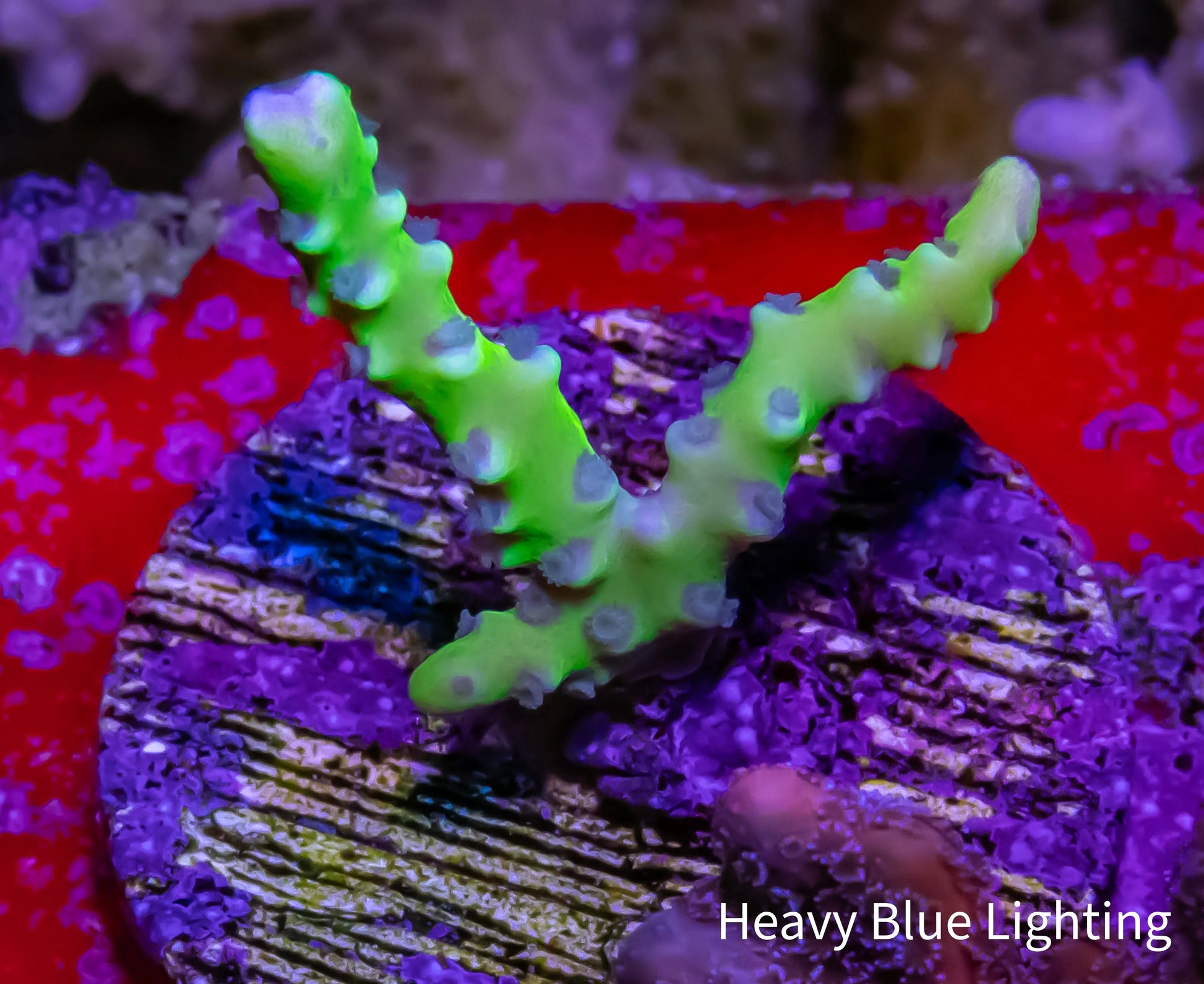 Anacropora Coral- Green Goblin - Frag Anacropora Coral- Green Goblin - Frag SPS Anacropora Coral- Green Goblin - Frag Zeo Box Reef