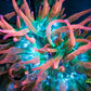 Anemone - Green with Pink Tips- Bubble Tip Anemone 7cm Anemone - Green with Pink Tips- Bubble Tip Anemone 7cm Animals & Pet Supplies Anemone - Green with Pink Tips- Bubble Tip Anemone 7cm Zeo Box Reef