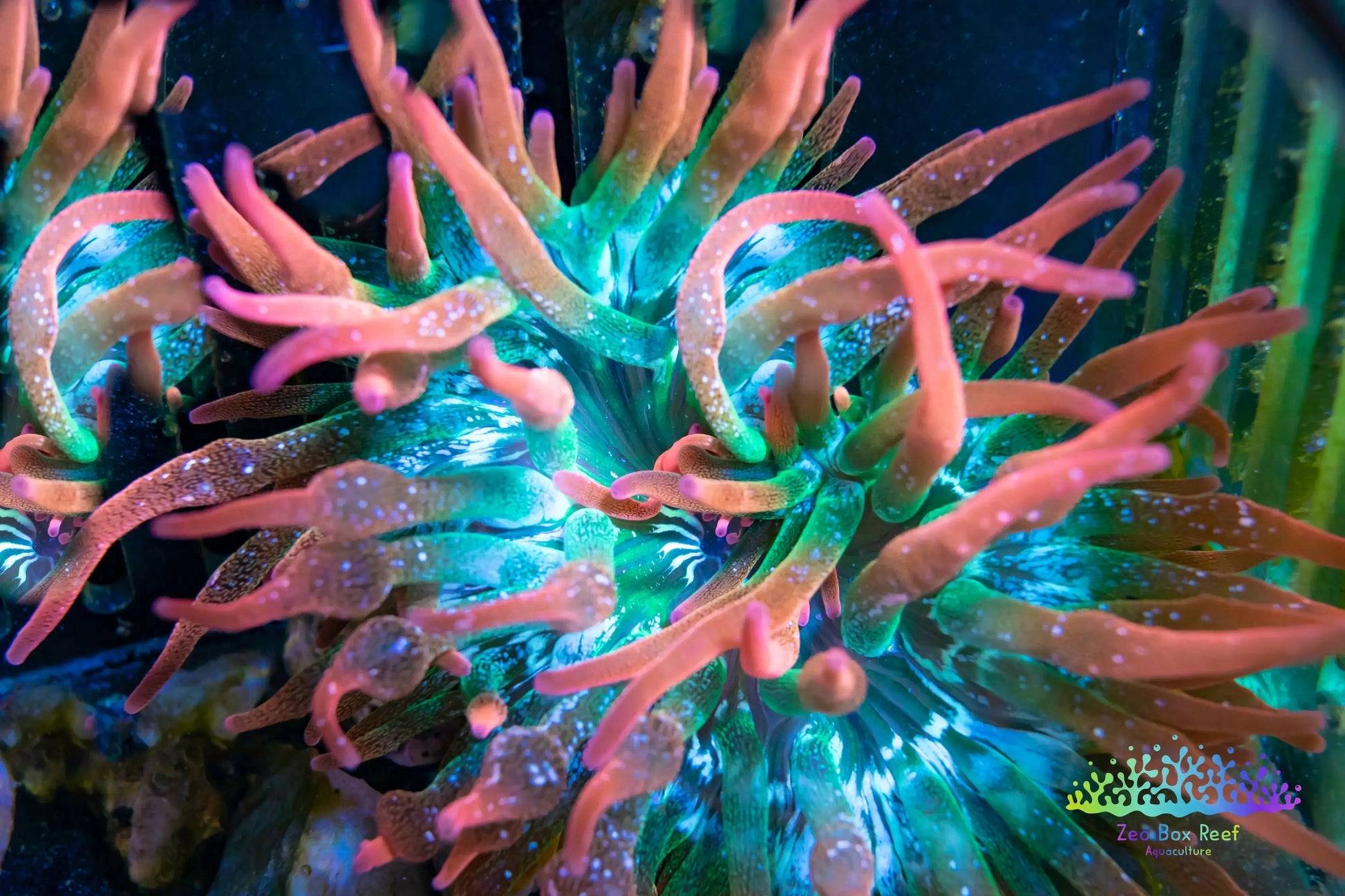 Anemone - Green with Pink Tips- Bubble Tip Anemone 7cm Anemone - Green with Pink Tips- Bubble Tip Anemone 7cm Animals & Pet Supplies Anemone - Green with Pink Tips- Bubble Tip Anemone 7cm Zeo Box Reef