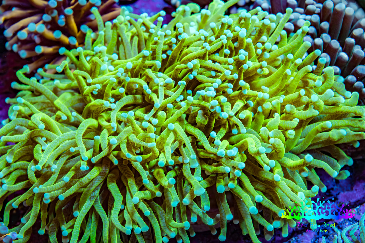 Banana 🍌 Torch Coral 10cm WYSIWYG Banana 🍌 Torch Coral 10cm WYSIWYG LPS Banana 🍌 Torch Coral 10cm WYSIWYG Zeo Box Reef