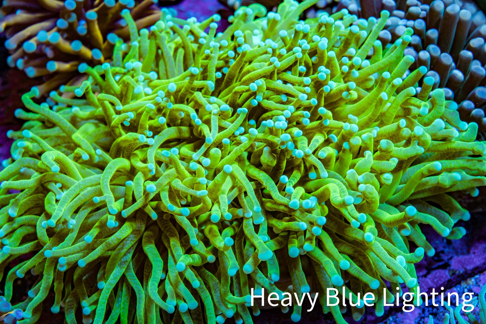 Banana 🍌 Torch Coral 10cm WYSIWYG Banana 🍌 Torch Coral 10cm WYSIWYG LPS Banana 🍌 Torch Coral 10cm WYSIWYG Zeo Box Reef