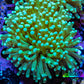Banana 🍌 Torch Coral 6cm WYSIWYG C1R1B1 Banana 🍌 Torch Coral 6cm WYSIWYG C1R1B1 LPS Banana 🍌 Torch Coral 6cm WYSIWYG C1R1B1 Zeo Box Reef