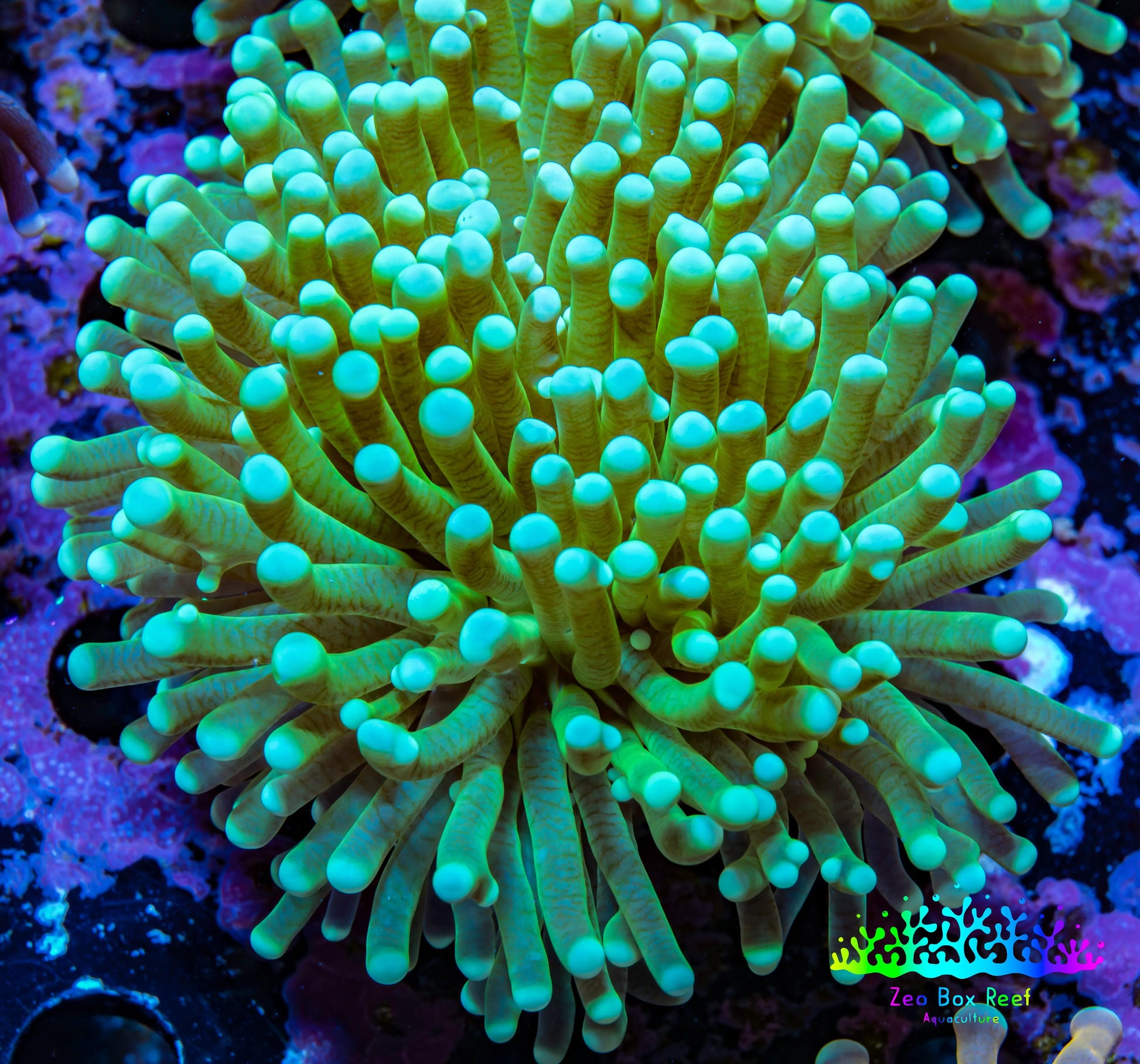 Banana 🍌 Torch Coral 6cm WYSIWYG C1R1B1 Banana 🍌 Torch Coral 6cm WYSIWYG C1R1B1 LPS Banana 🍌 Torch Coral 6cm WYSIWYG C1R1B1 Zeo Box Reef