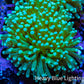 Banana 🍌 Torch Coral 6cm WYSIWYG C1R1B1 Banana 🍌 Torch Coral 6cm WYSIWYG C1R1B1 LPS Banana 🍌 Torch Coral 6cm WYSIWYG C1R1B1 Zeo Box Reef