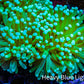 Banana 🍌 Torch Coral 7cm WYSIWYG C2R1B1 Banana 🍌 Torch Coral 7cm WYSIWYG C2R1B1 LPS Banana 🍌 Torch Coral 7cm WYSIWYG C2R1B1 Zeo Box Reef
