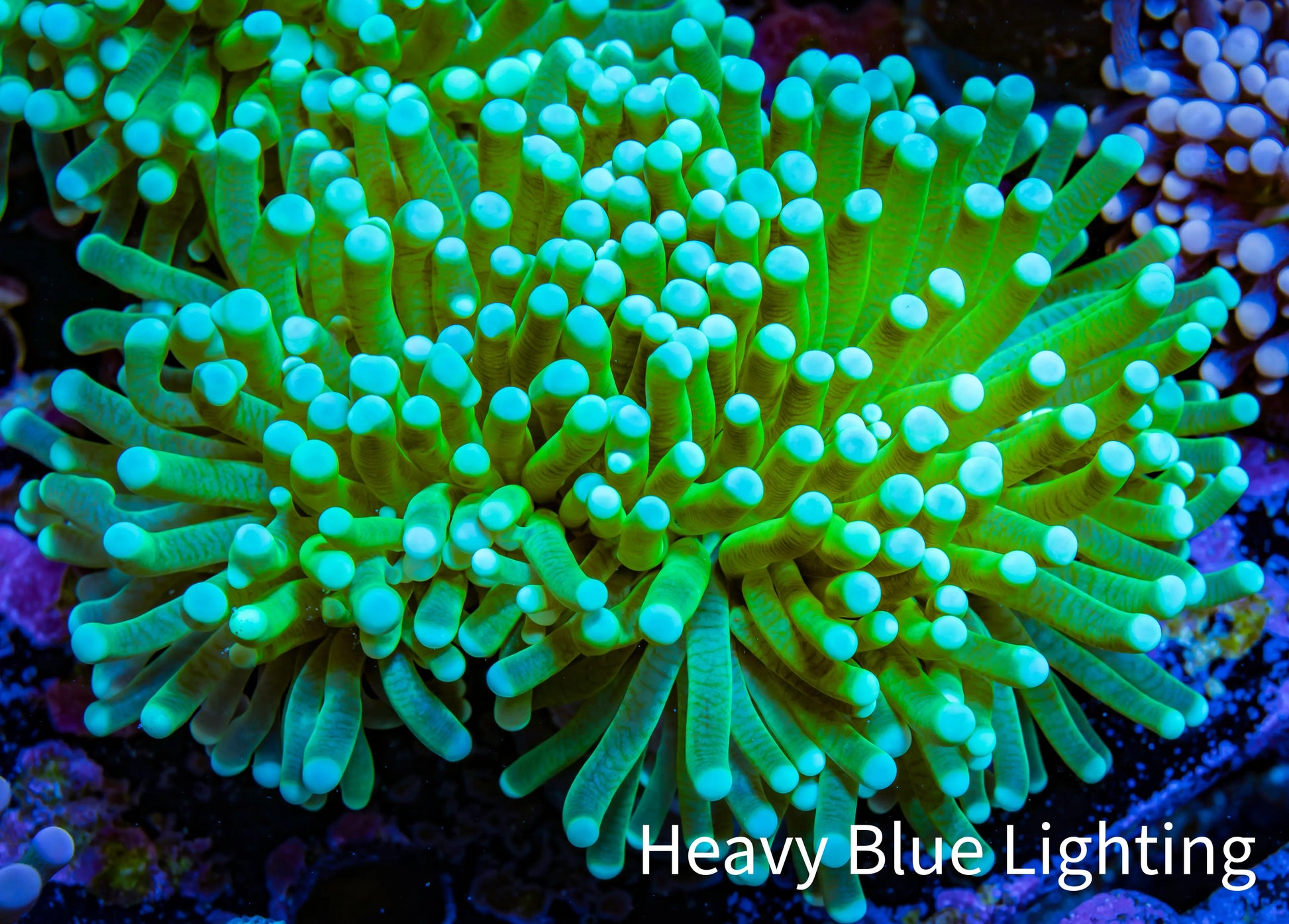 Banana 🍌 Torch Coral 7cm WYSIWYG C2R1B1 Banana 🍌 Torch Coral 7cm WYSIWYG C2R1B1 LPS Banana 🍌 Torch Coral 7cm WYSIWYG C2R1B1 Zeo Box Reef