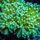 Banana 🍌 Torch Coral 7cm WYSIWYG C2R1B1 Banana 🍌 Torch Coral 7cm WYSIWYG C2R1B1 LPS Banana 🍌 Torch Coral 7cm WYSIWYG C2R1B1 Zeo Box Reef